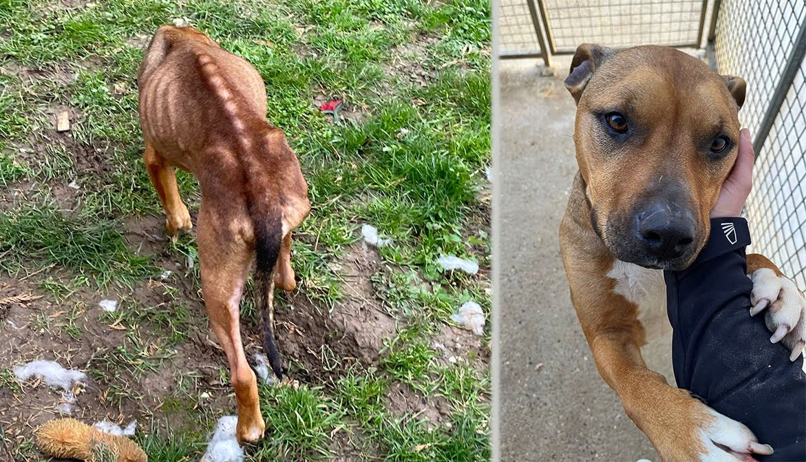Abbeville : un chien au bord de la mort retrouvé en état de maigreur extrême