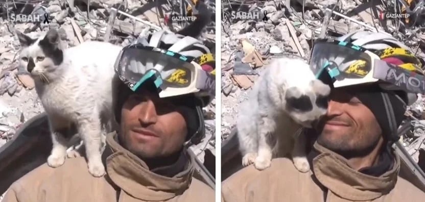 Ce sauveteur a extrait un chat des décombres du séisme en Turquie, l'animal ne veut plus le lâcher