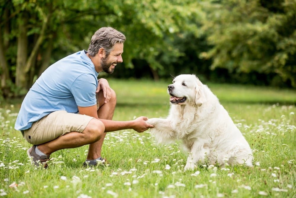 Les 5 races de chiens facilement éduquables pour une relation harmonieuse