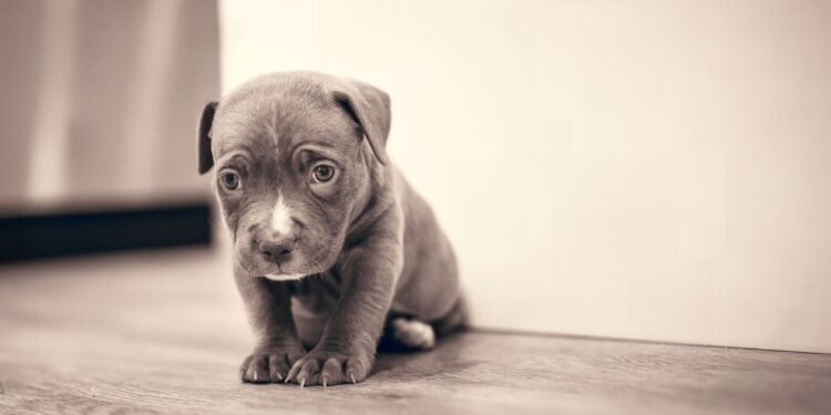 Een huilende puppy begrijpen en kalmeren: praktische tips om ermee om te gaan