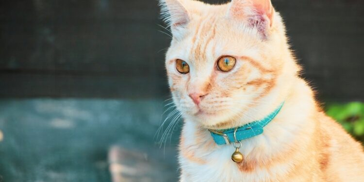 Los peligros de los collares para gatos: consejos para elegir un collar seguro