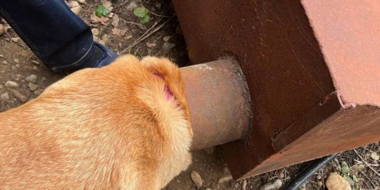 Un chien secouru par les pompiers du Vaucluse après s'être retrouvé piégé dans un conduit à Sarrians