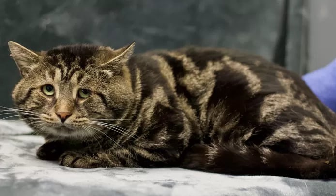 Comment un chat triste est devenu une star sur TikTok et a aidé d'autres animaux à trouver un foyer aimant