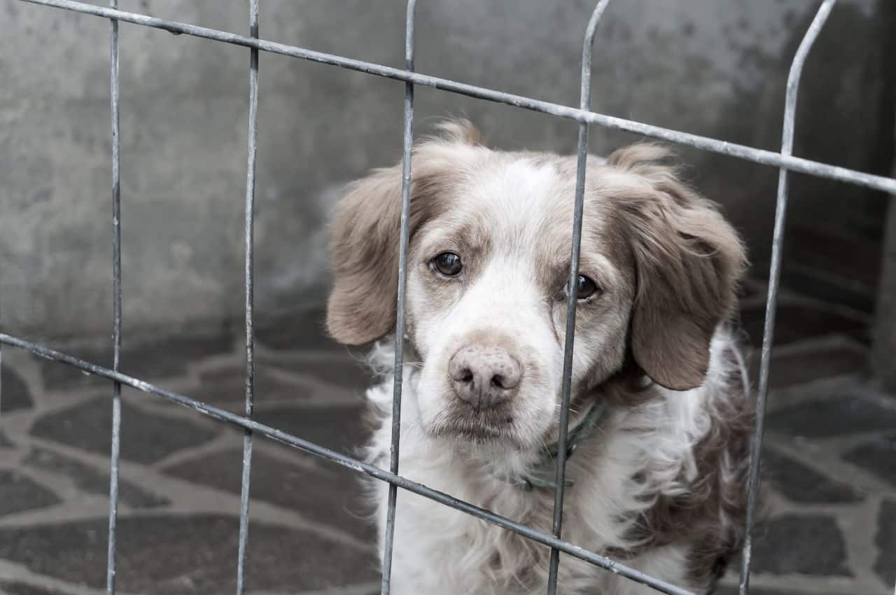 Près de 400 animaux saisis dans une opération de lutte contre la maltraitance animale dans les Hauts-de-France