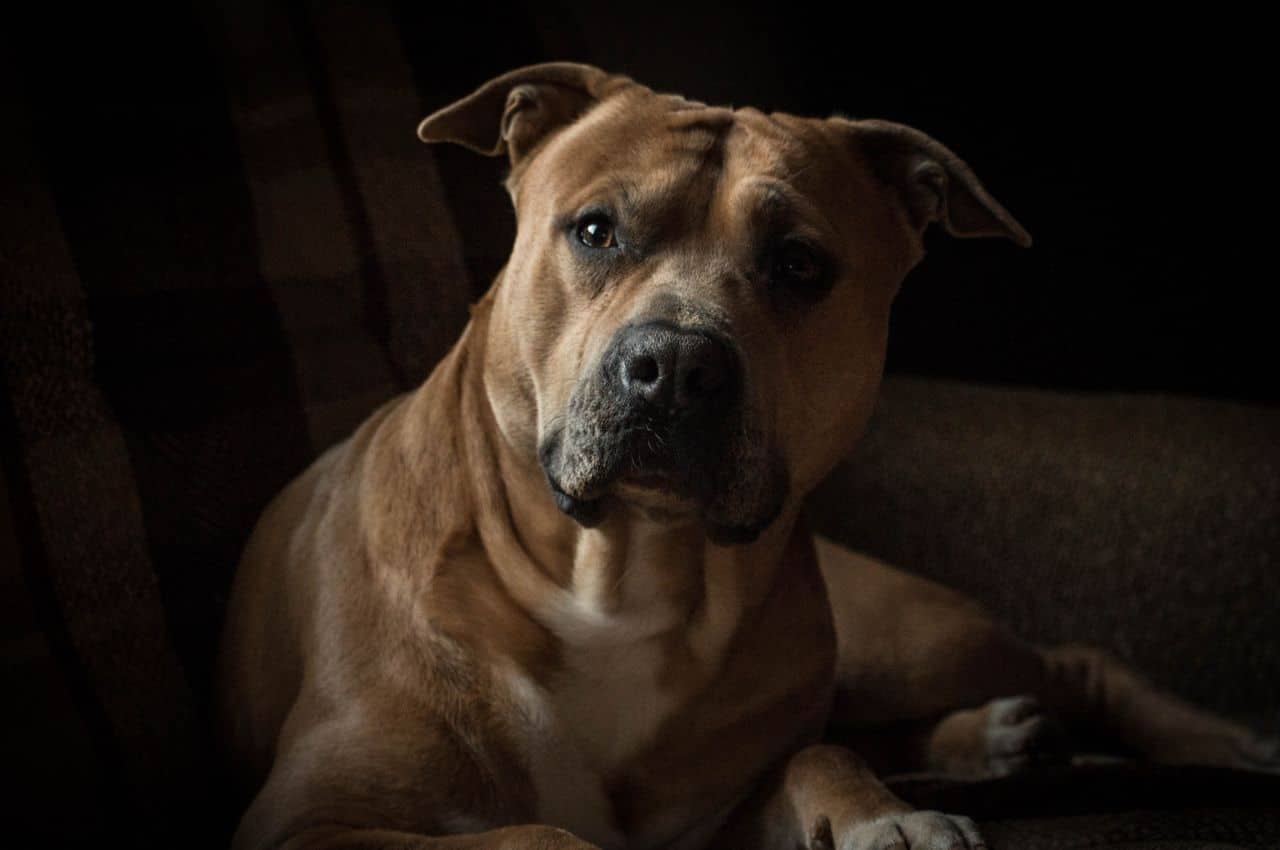 Découverte choquante à Saint-Cloud : un chien laissé dans l'obscurité, sans nourriture ni eau et attaché au radiateur