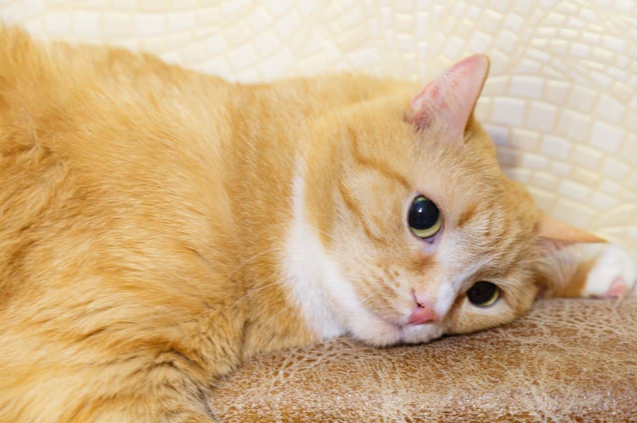 Comprendre l'AVC chez le chat : symptômes, traitement et récupération