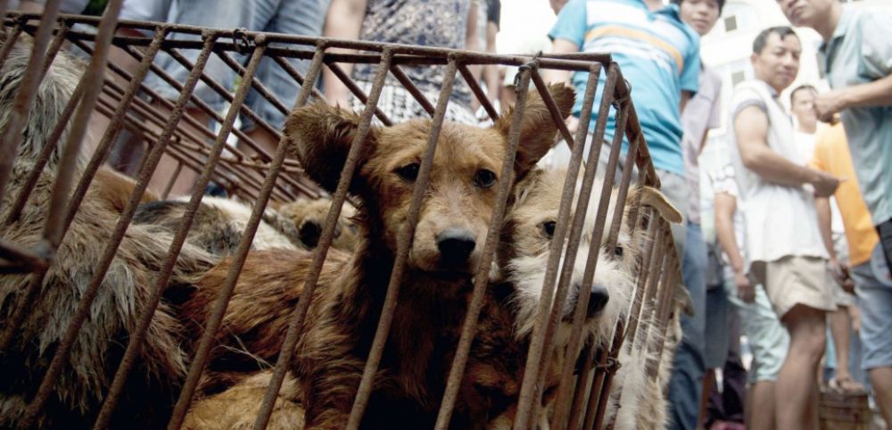 Indonésie : Fin de la consommation de viande de chat et de chien à Jakarta, un pas en avant dans la lutte contre la cruauté animale