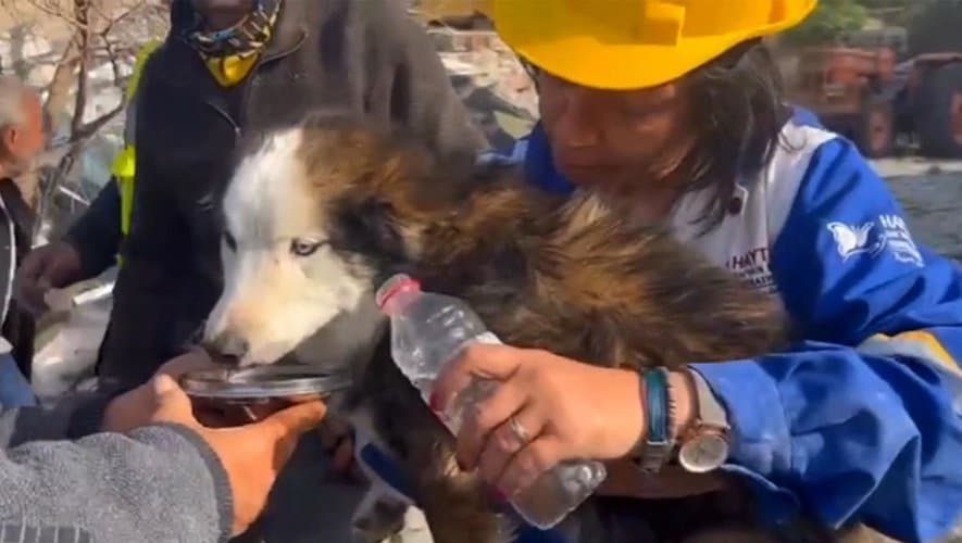 Un chien sauvé des décombres après 23 jours suite aux séismes en Turquie