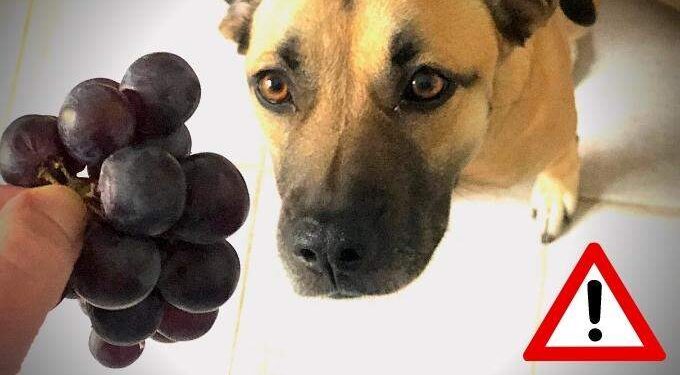 Grapes, a deadly enemy for your dog: how to prevent poisoning?