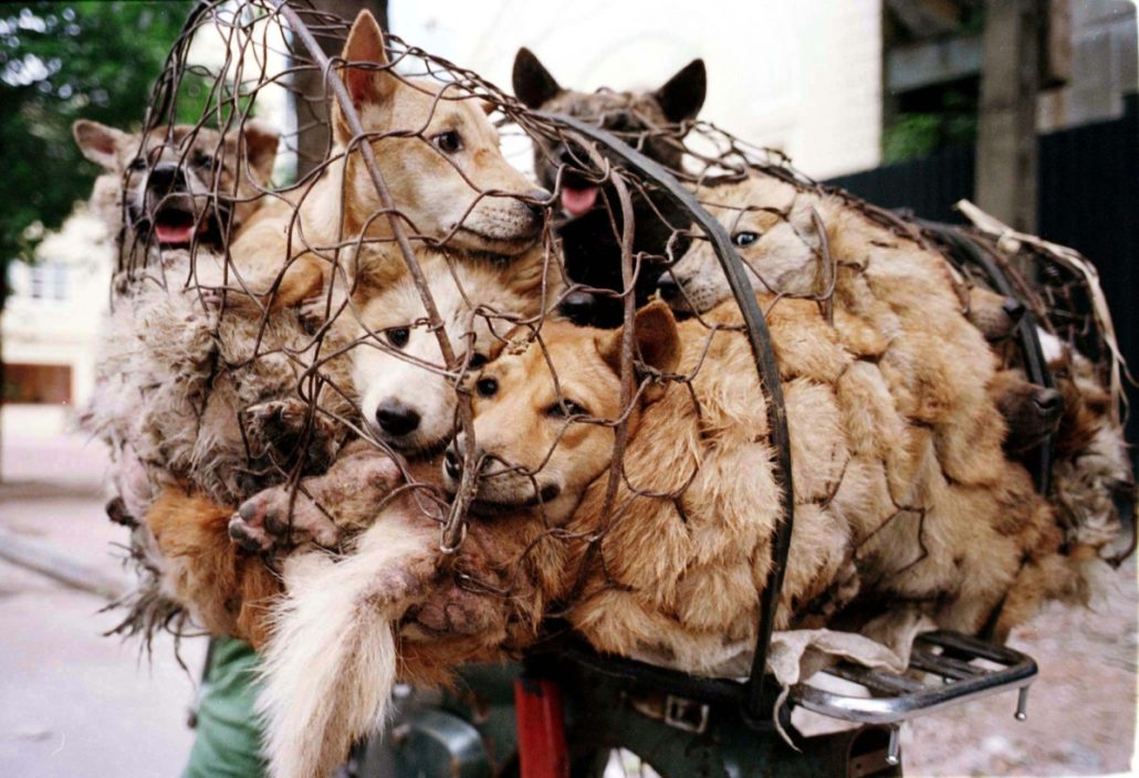 Le Festival de Yulin sur les chiens et chats : Pourquoi il est temps d'y mettre un terme