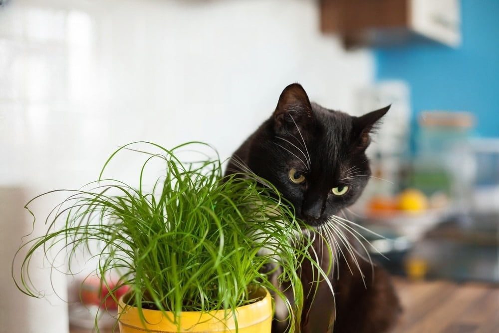 Les mystères de l'herbe : pourquoi les chats en consomment et comment assurer leur bien-être
