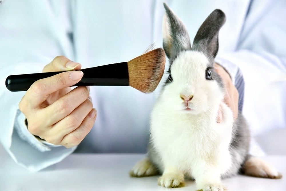 Une peau révolutionnaire : l'innovation bretonne qui pourrait remplacer les tests sur animaux dans l'industrie cosmétique