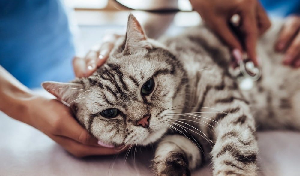 Les 10 signes clés à surveiller pour détecter les malaises chez votre chat et agir rapidement