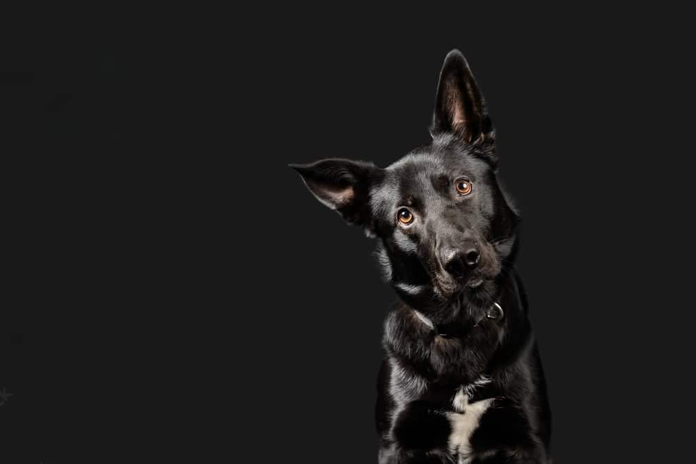 Pourquoi les chiens inclinent-ils la tête en nous écoutant ? Les révélations derrière ce comportement