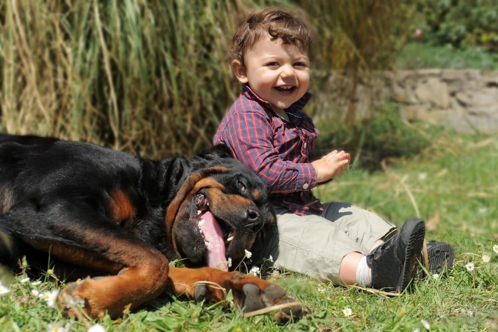 10 règles essentielles pour une cohabitation harmonieuse entre enfants et chien