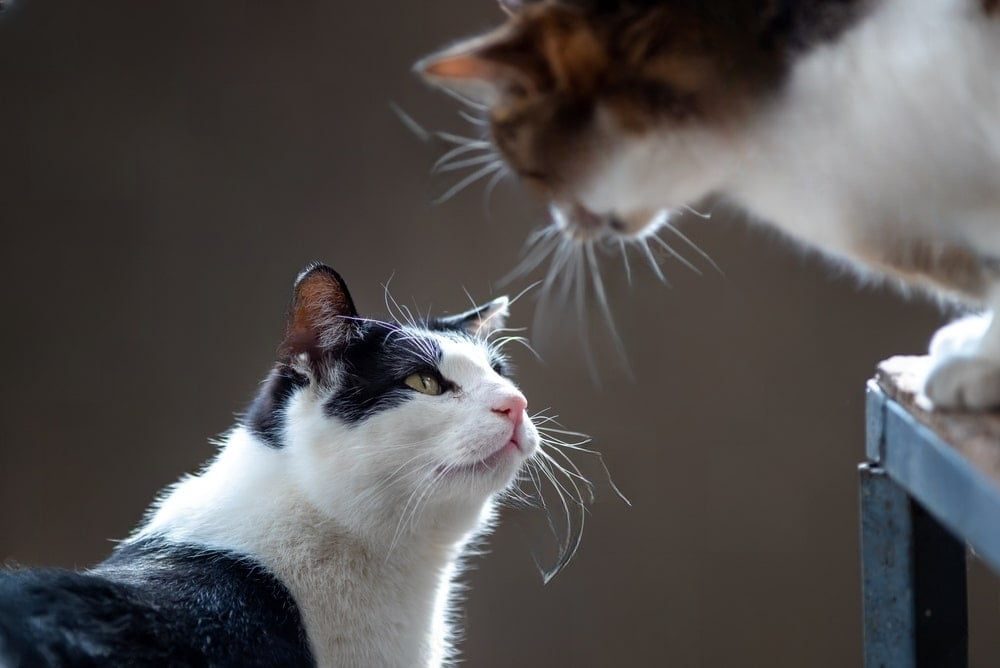 Décrypter le langage des chats : miaulements, gestuelles et ronronnements expliqués