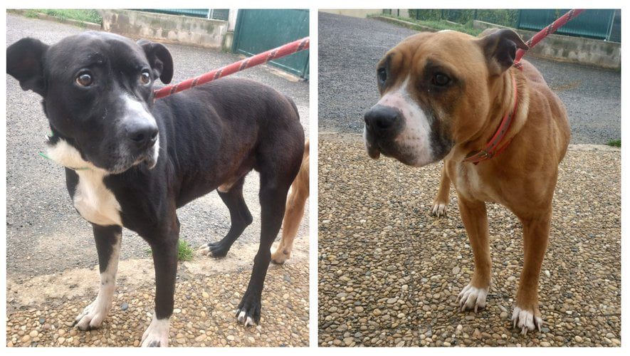 Aveyron : sauvetage de deux chiens dans une maison en ruines, privés d'eau et de nourriture