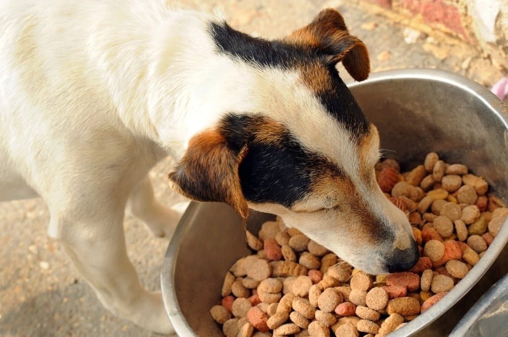 Alerte urgente : Royal Canin France signale des lots de nourriture pour chiens dangereux vendus dans des magasins de déstockage !