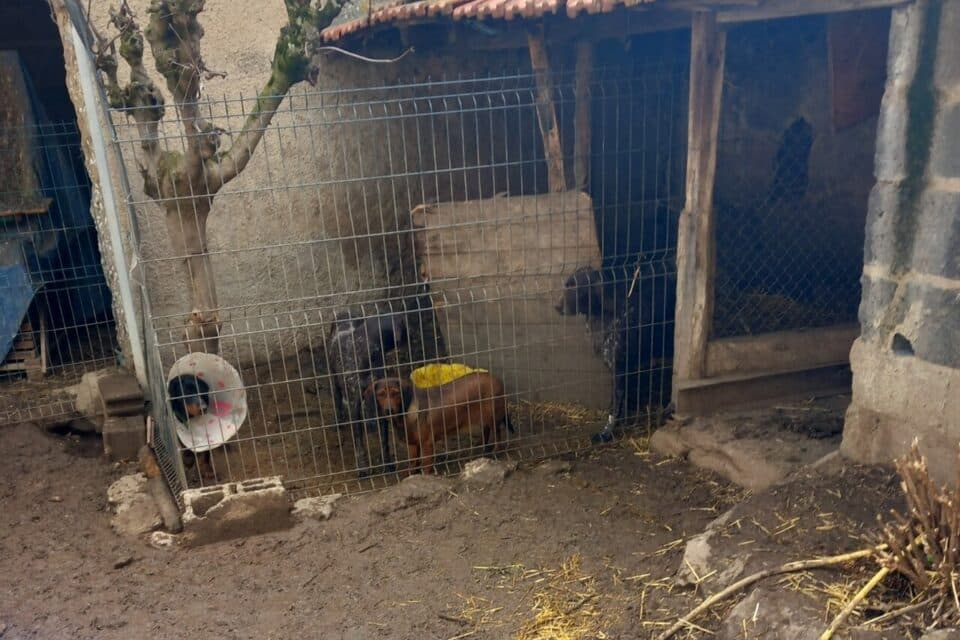 Choc et indignation : un vaste élevage illégal de chiens découvert dans le Rhône