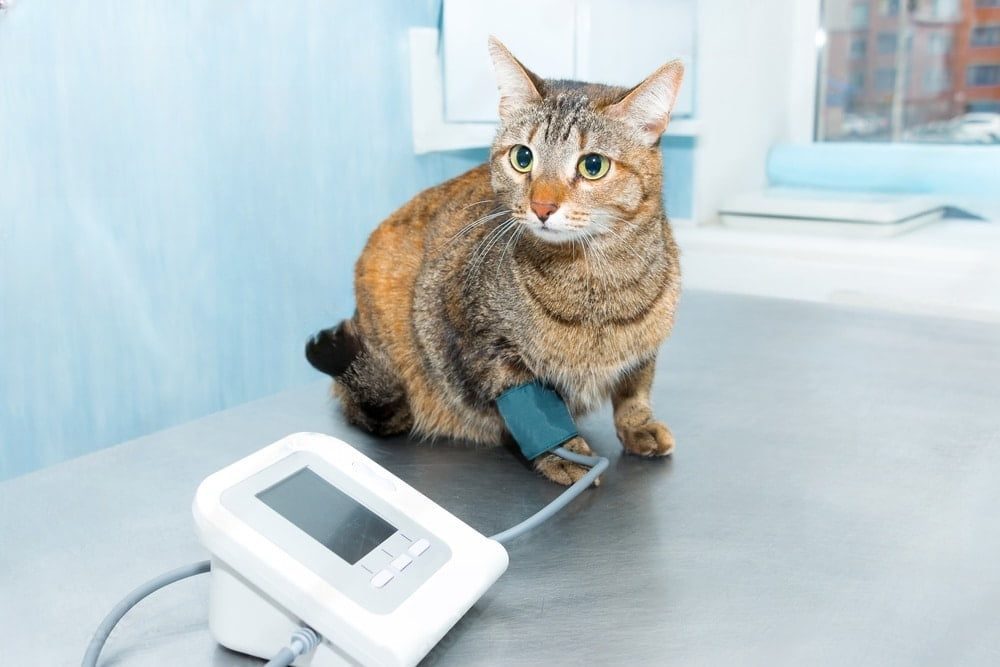 Hypertension chez les chats : pourquoi le dépistage est essentiel ?