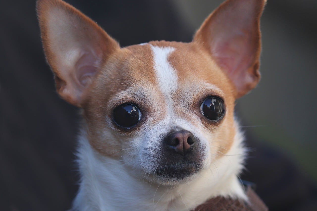 Un Chihuahua tué d'un coup de pied, sa maîtresse malvoyante ignore la tragédie sur l'instant