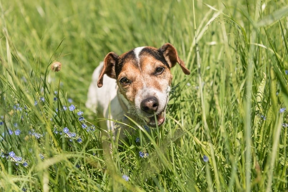 Pourquoi nos chiens mangent-ils de l'herbe ?